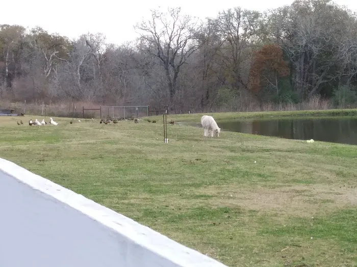 Bastrop RV Park Picture 2