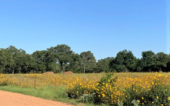 Bellamont RV Park Picture 6