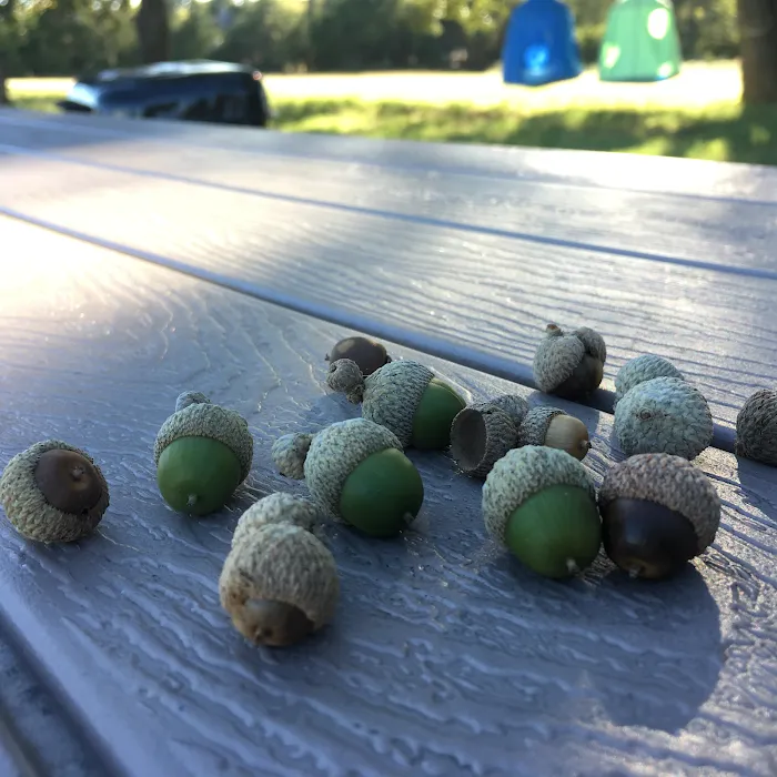 Queen & Duke RV Resort Picture 10