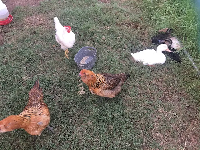 Queen & Duke RV Resort Picture 7