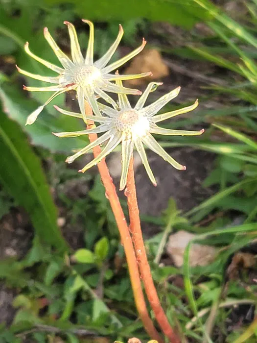 Oakview Hills RV Park Picture 2