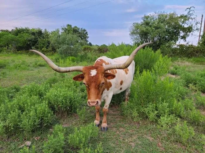 Dennis Acres Tiny Home Community Picture 2