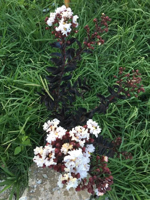 Ranger Land RV Park Picture 7