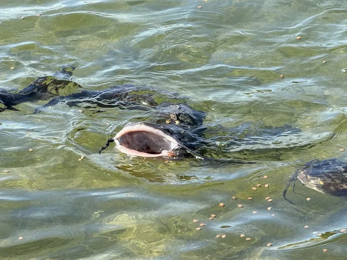 Legacy Longhorn Ranch and RV Resort Picture 7