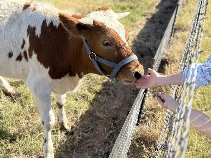 Legacy Longhorn Ranch and RV Resort Picture 5