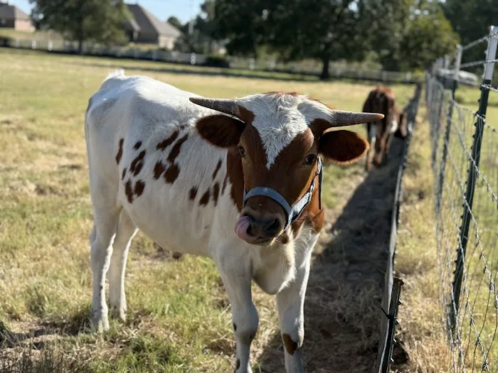 Legacy Longhorn Ranch and RV Resort Picture 10