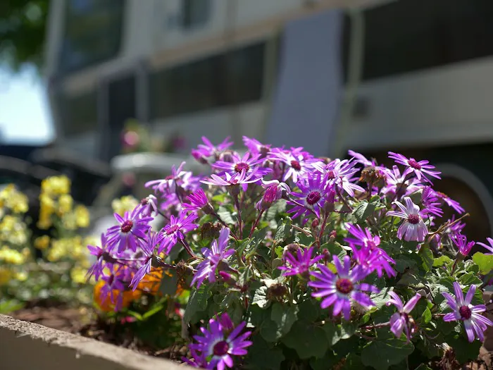 West Fork RV Park Picture 2