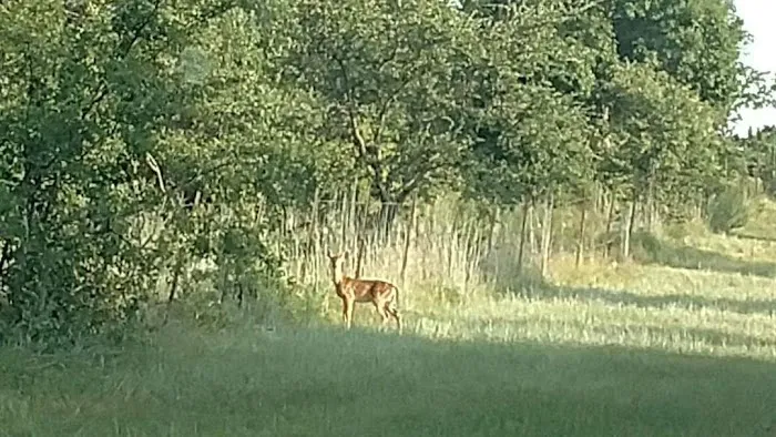 Colonial Ranch RV Park Picture 2