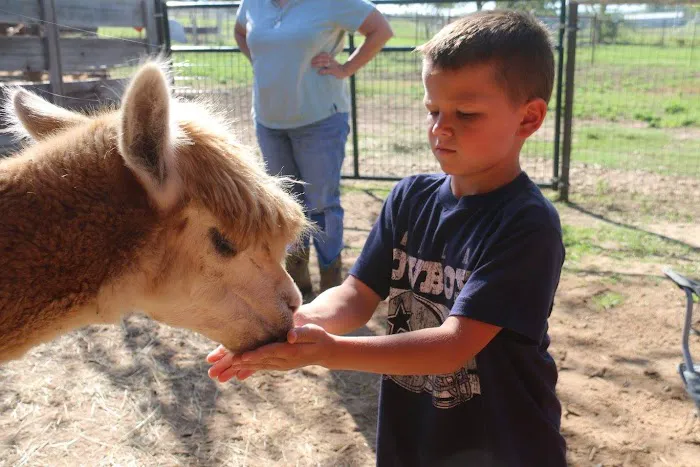 Wagon Master RV Park & Alpaca Farm Picture 2