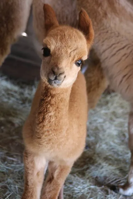 Wagon Master RV Park & Alpaca Farm Picture 8