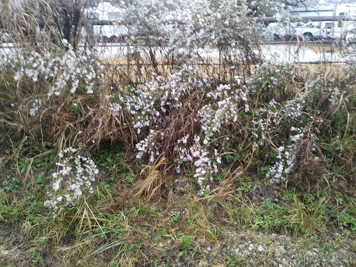 SingleTree RV Picture 10