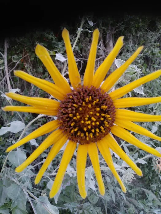 SingleTree RV Picture 5