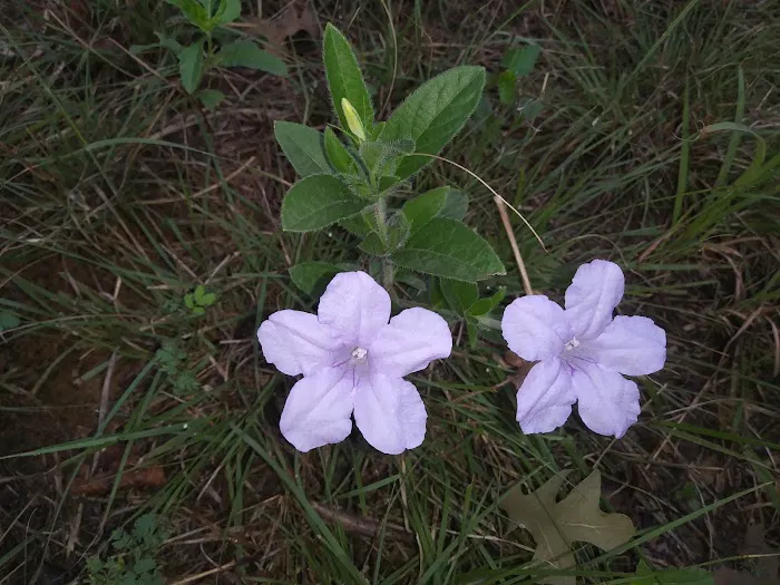 SingleTree RV Picture 6