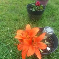 Trail's End RV Retreat ico