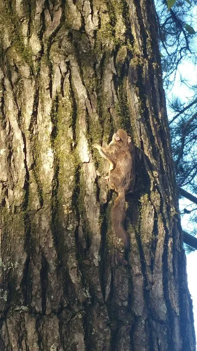 Tall Pines RV Park Picture 5