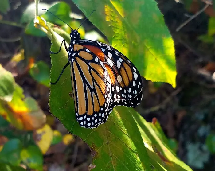 Tall Pines RV Park Picture 8