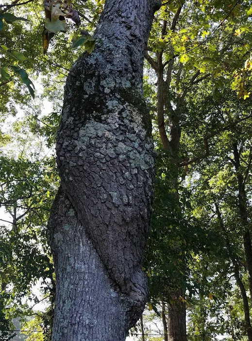 Tall Pines RV Park Picture 10