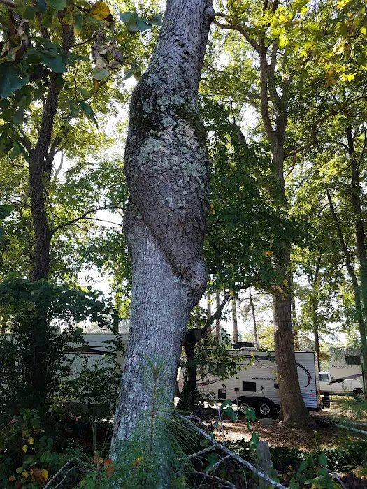 Tall Pines RV Park Picture 9