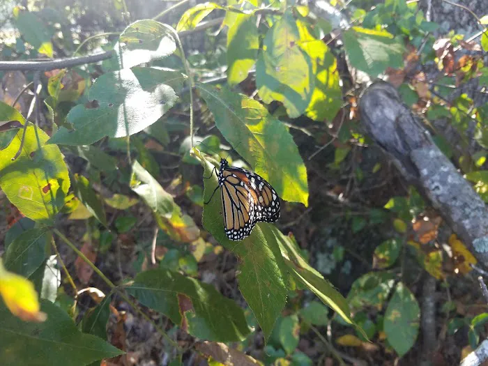 Tall Pines RV Park Picture 7