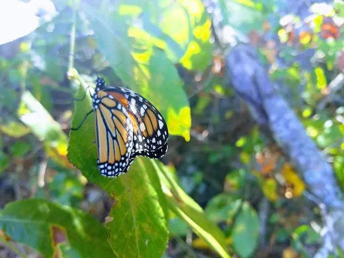 Tall Pines RV Park Picture 3