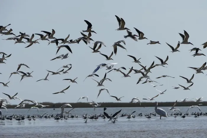 Sargent Beach RV Park Picture 5