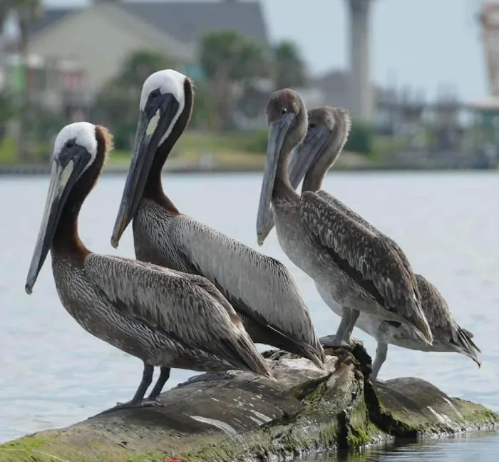 Sargent Beach RV Park Picture 8