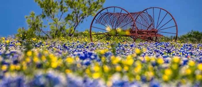 Patriot RV Park - Gonzales Picture 7