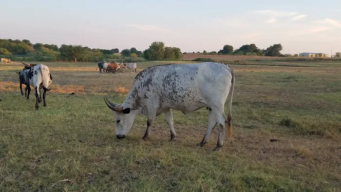 Taylor Blackland Farms RV Park Picture 7