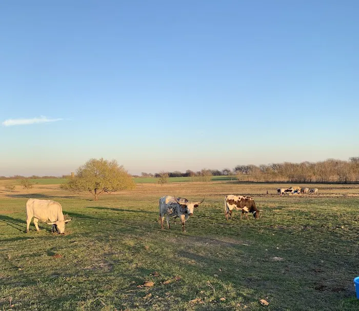 Taylor Blackland Farms RV Park Picture 3