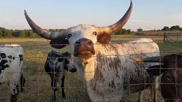 Taylor Blackland Farms RV Park Picture 1