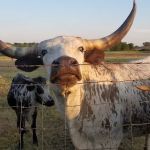 Taylor Blackland Farms RV Park