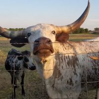 Taylor Blackland Farms RV Park ico