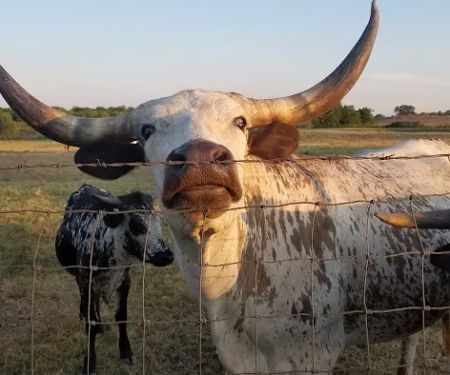 Taylor Blackland Farms RV Park