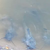 Quail Ridge RV Park ico