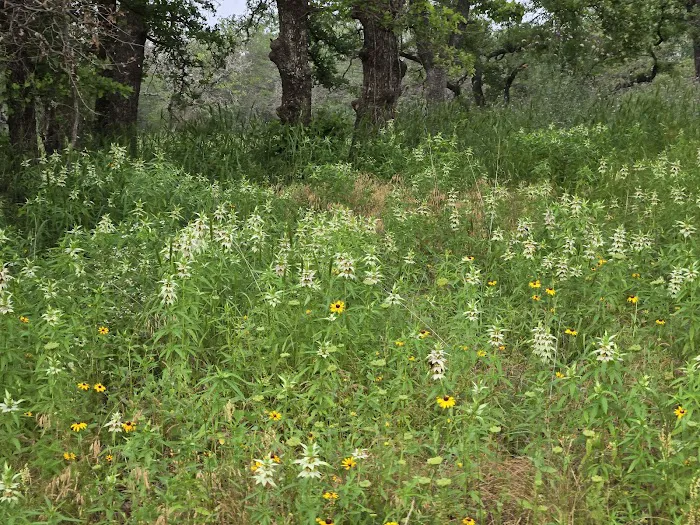 Natural Creek RV Park Picture 5