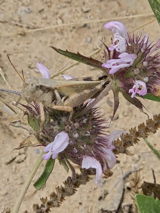 Natural Creek RV Park Picture 3
