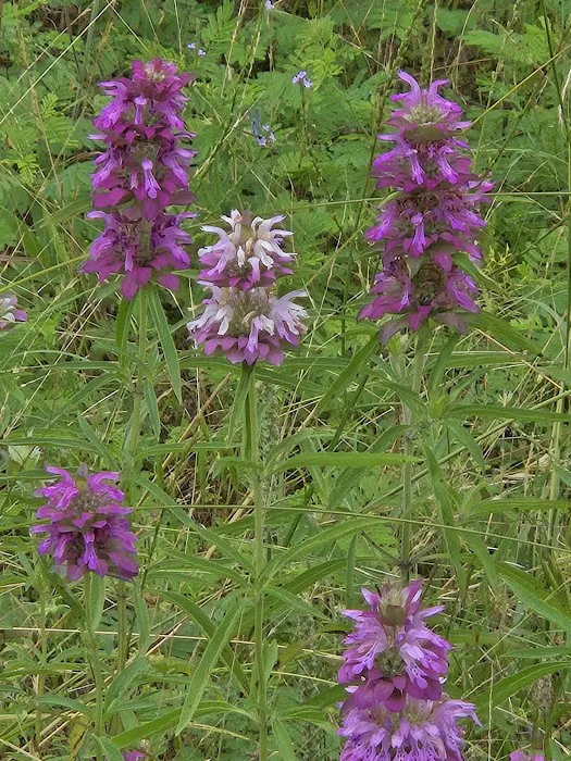 Natural Creek RV Park Picture 10