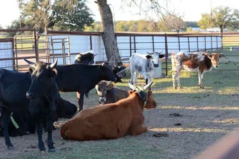 4C's Rodeo Ranch & RV Park Picture 1
