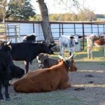 4C's Rodeo Ranch & RV Park