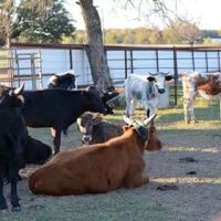 4C's Rodeo Ranch & RV Park ico