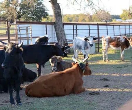 4C's Rodeo Ranch & RV Park