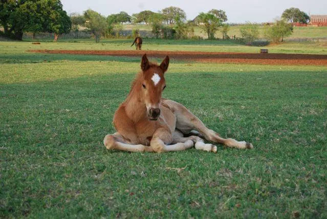 Hoof Prints Ranch Picture 10