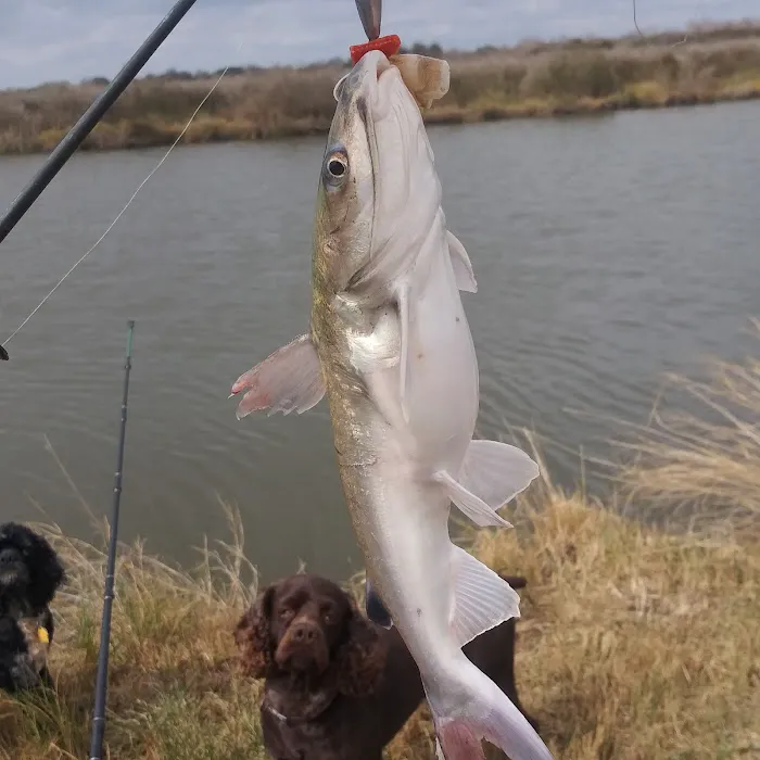 Dolphin Cove RV Park Picture 3