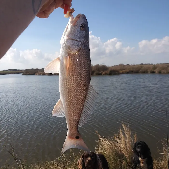 Dolphin Cove RV Park Picture 2