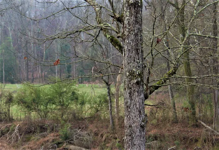 Boondockers Landing Picture 7