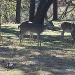 Comanche City Park RV Parking