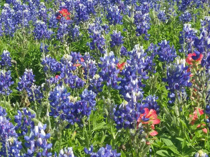 Hunt's Crossing RV Ranch Picture 10