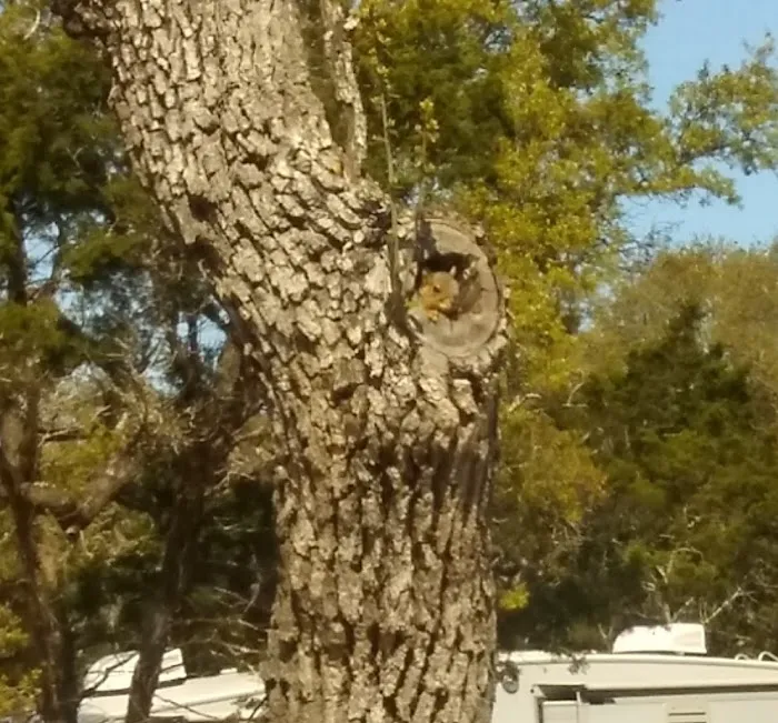 Patriot RV Park - Bertram Picture 10