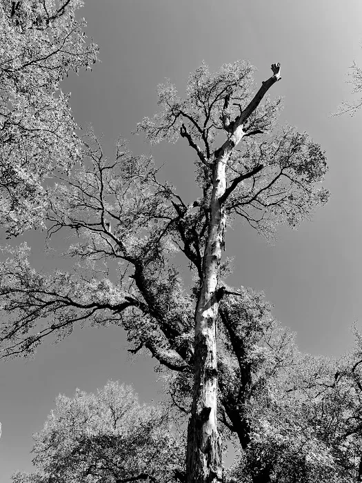 Berry Springs RV Park Picture 4