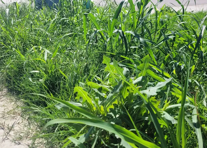 Grand Oaks at Liberty Hill Picture 6